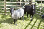 Auch Schafe gehören zu unserer Dorfgemeinschaft