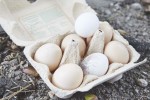 Seit 2015 gibt es täglich frische Eier von glücklichen Hühnern in Camphill Alt-Schönow